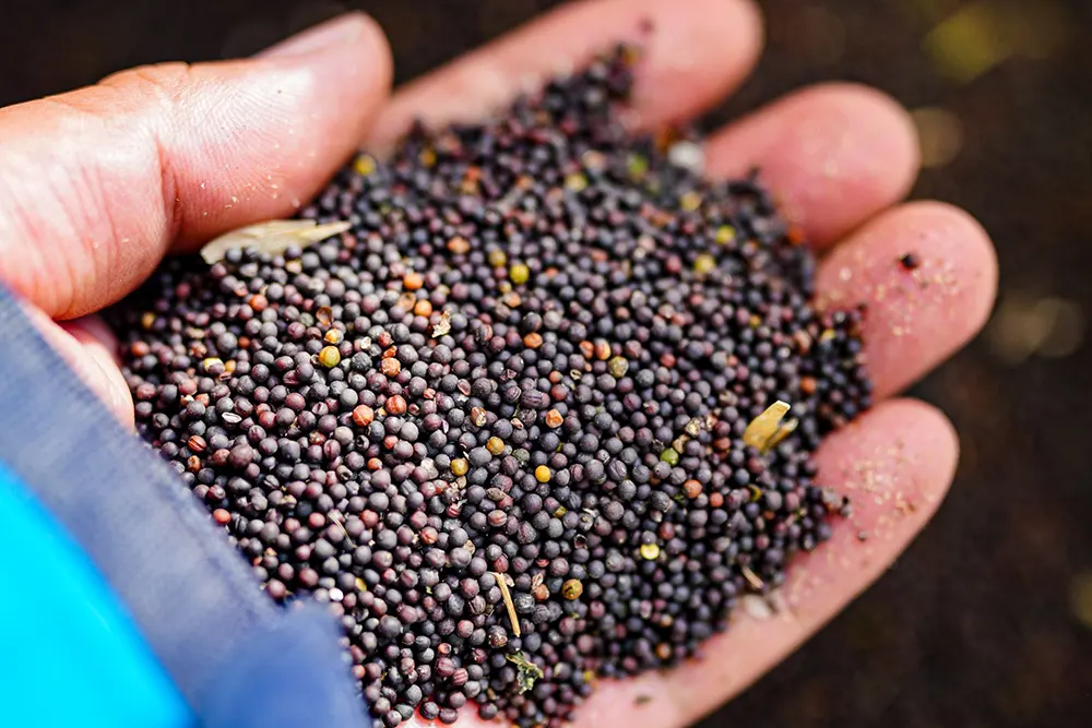 Good Earth Oils Processing Cold Pressed Oils & Healthy Oils for